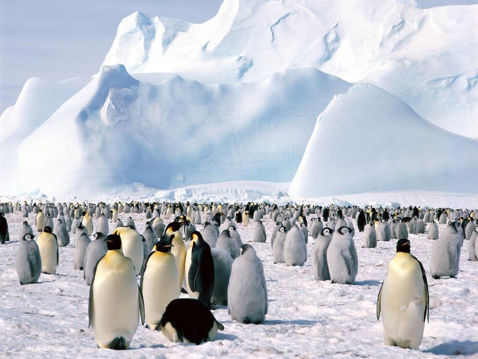 PENGUINS IN ANTARTICA